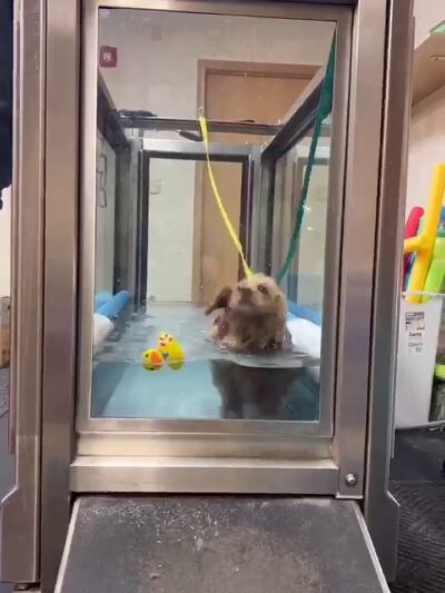 Canine Physical Rehab & Recreation - Montgomery, IL