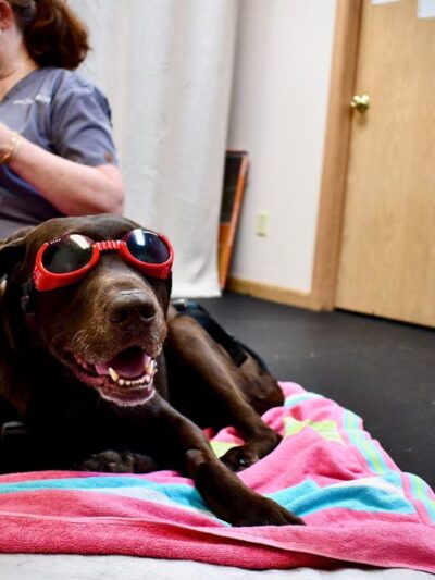 Canine Physical Rehab & Recreation - Montgomery, IL