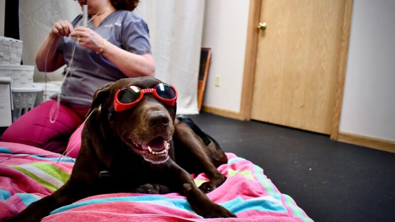 Canine Physical Rehab & Recreation - Montgomery, IL