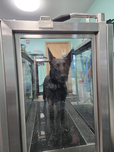 Canine Physical Rehab & Recreation - Montgomery, IL