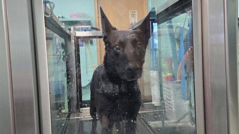 Canine Physical Rehab & Recreation - Montgomery, IL