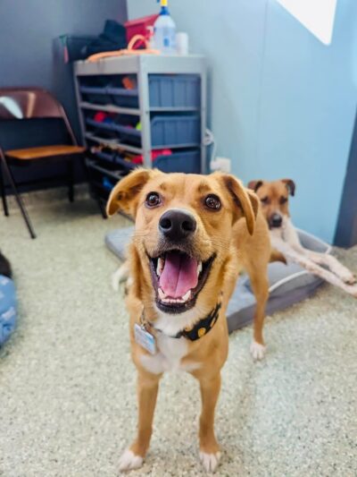 Pet Place - Montgomery, IL