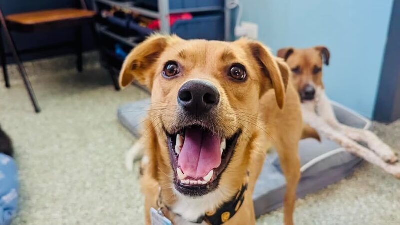 Pet Place - Montgomery, IL