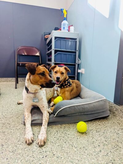 Pet Place - Montgomery, IL