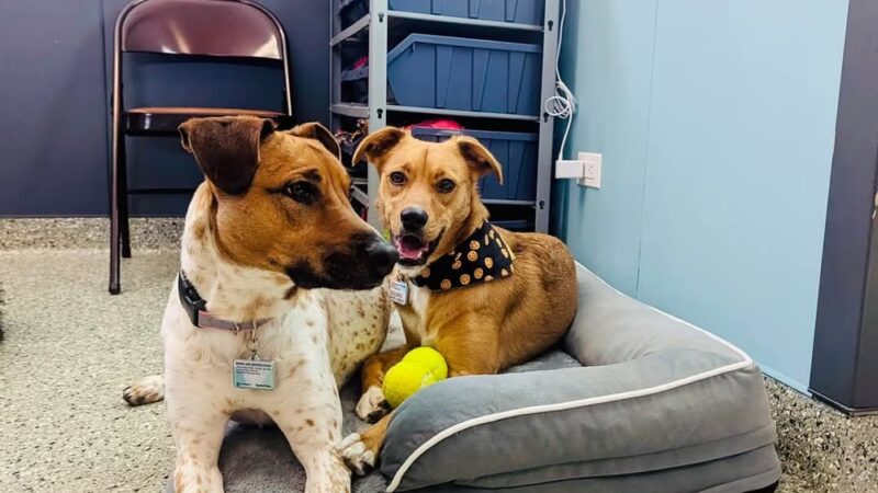 Pet Place - Montgomery, IL