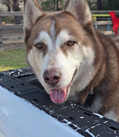 Admiral Bark Park - Montgomery, TX