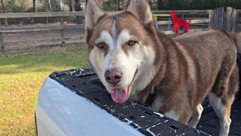 Admiral Bark Park - Montgomery, TX