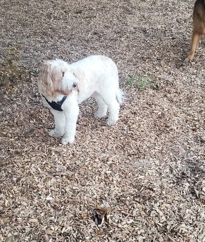 Admiral Bark Park - Montgomery, TX