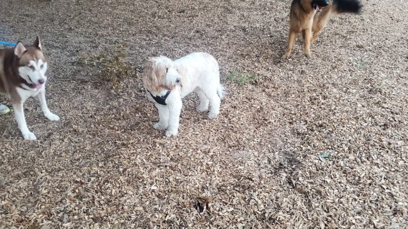 Admiral Bark Park - Montgomery, TX