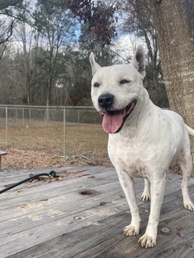 Jefferson County Humane Society - Monticello, FL