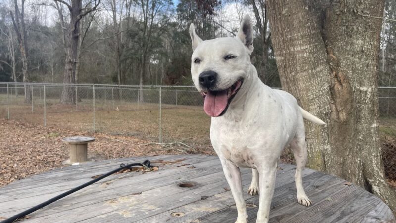 Jefferson County Humane Society - Monticello, FL