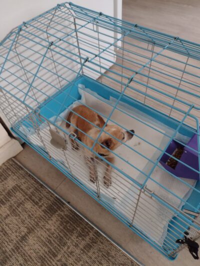 Jefferson County Humane Society - Monticello, FL