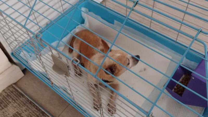 Jefferson County Humane Society - Monticello, FL