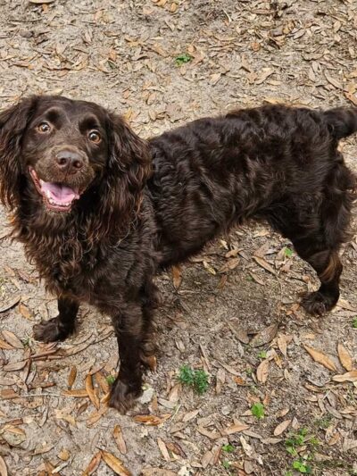 Misty Lakes Pet Resort - Monticello, FL