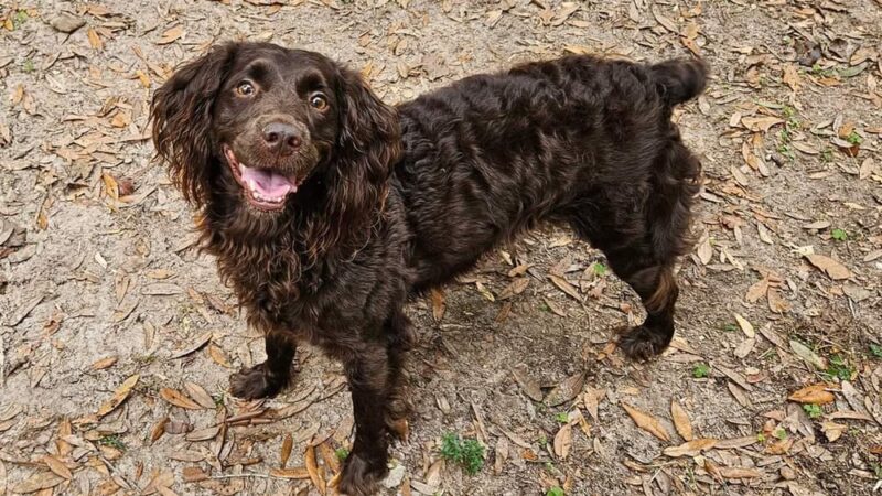 Misty Lakes Pet Resort - Monticello, FL