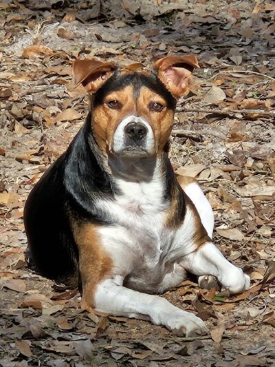 Misty Lakes Pet Resort - Monticello, FL