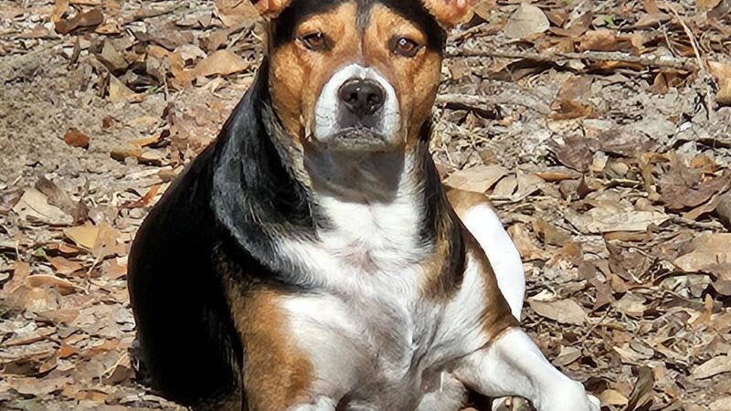 Misty Lakes Pet Resort - Monticello, FL