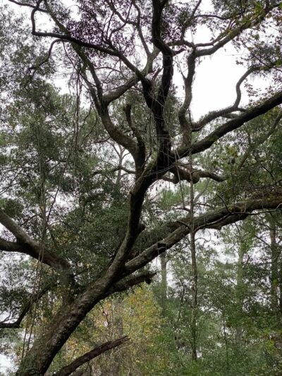Monticello Ecological Park - Monticello, FL