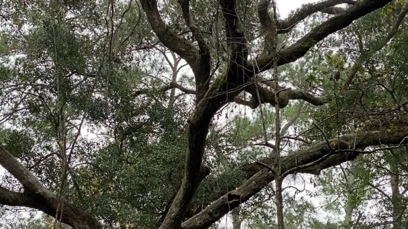 Monticello Ecological Park - Monticello, FL