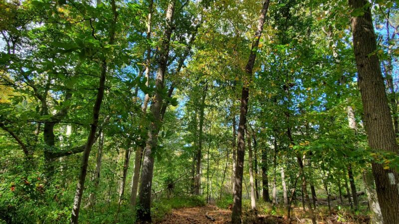 Little Woods on the Rancocas - Moorestown, NJ