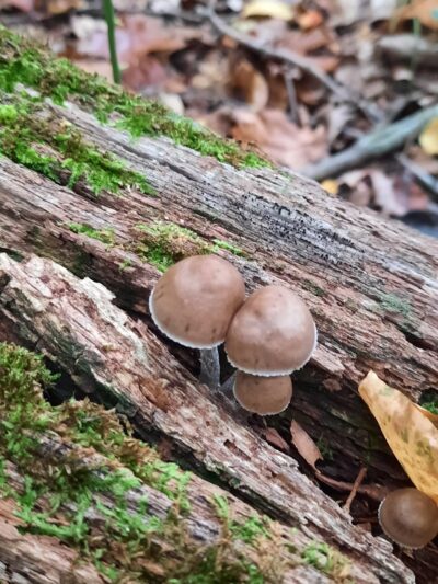 Little Woods on the Rancocas - Moorestown, NJ