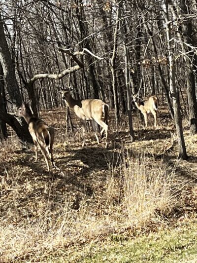 Honey Creek State Park - Moravia, IA