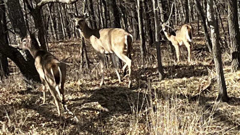Honey Creek State Park - Moravia, IA