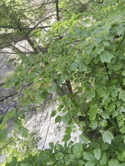 Fillmore Glen State Park - Moravia, NY