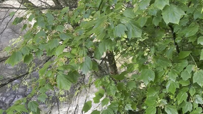 Fillmore Glen State Park - Moravia, NY