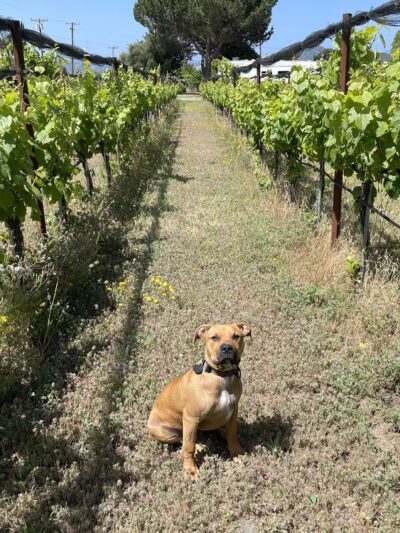 Sterlyng's Private Dog Park & Pool - Morgan Hill, CA