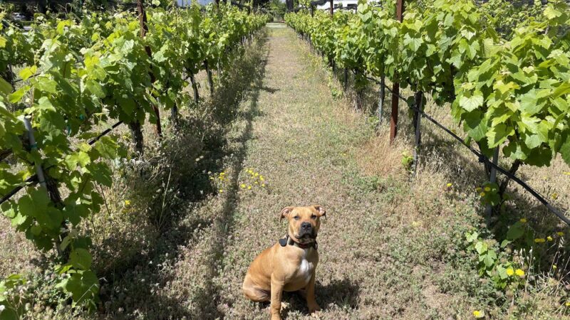 Sterlyng's Private Dog Park & Pool - Morgan Hill, CA