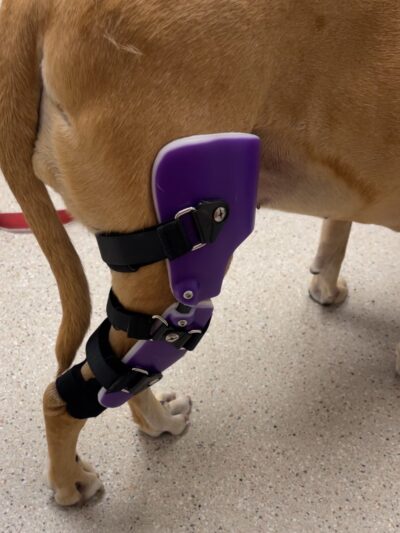 My Pet's Brace - Morgantown, PA