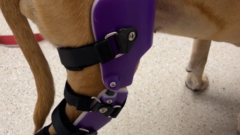 My Pet's Brace - Morgantown, PA