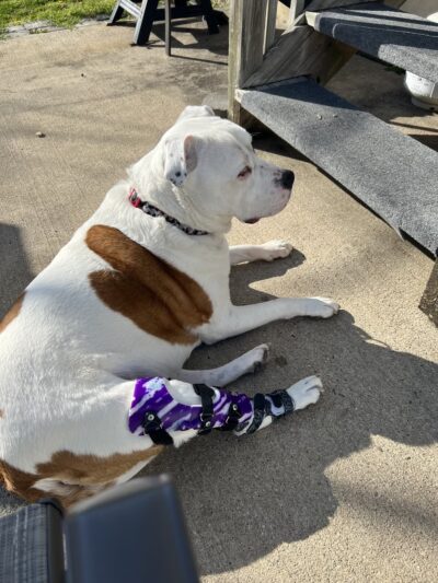 My Pet's Brace - Morgantown, PA