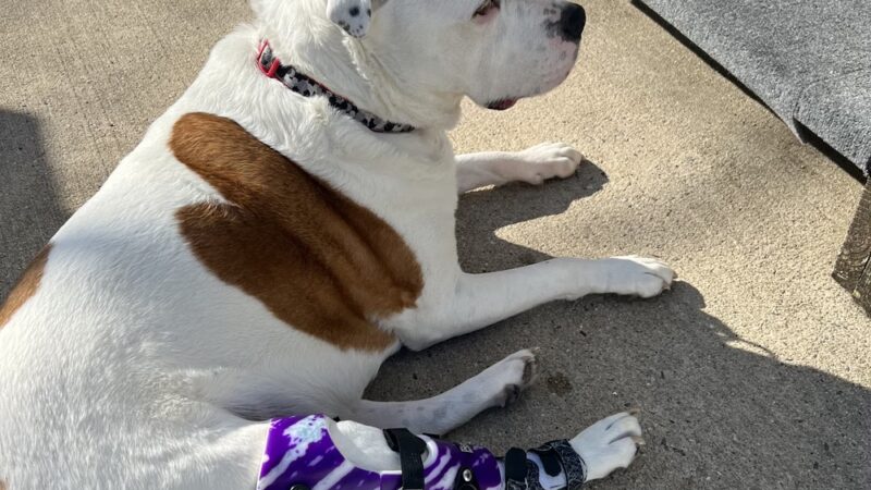 My Pet's Brace - Morgantown, PA