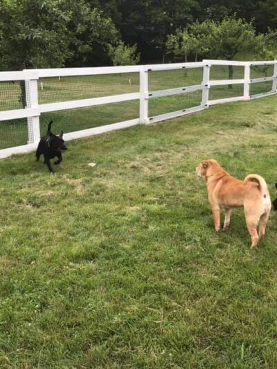 Puddleduck Boarding Kennel - Morrill, ME