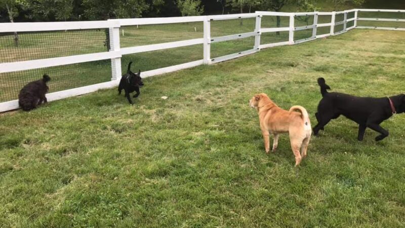 Puddleduck Boarding Kennel - Morrill, ME