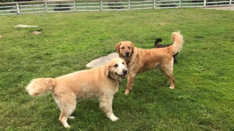 Puddleduck Boarding Kennel - Morrill, ME