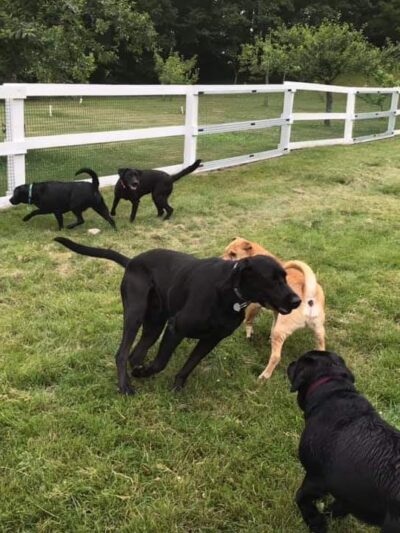 Puddleduck Boarding Kennel - Morrill, ME