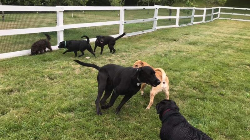 Puddleduck Boarding Kennel - Morrill, ME