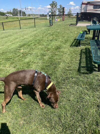 Dog Park at Love's Travel Stops - Morris, IL