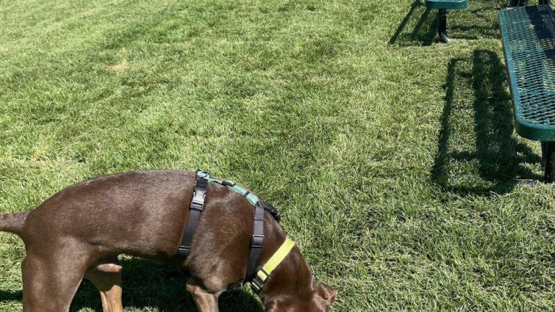 Dog Park at Love's Travel Stops - Morris, IL
