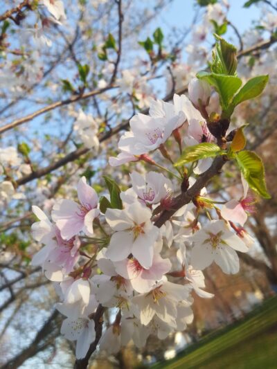Roberts Garden - Morris Plains, NJ