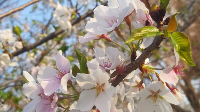 Roberts Garden - Morris Plains, NJ