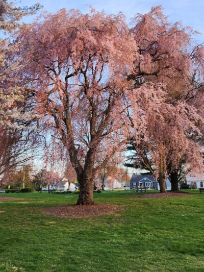 Roberts Garden - Morris Plains, NJ