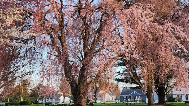 Roberts Garden - Morris Plains, NJ