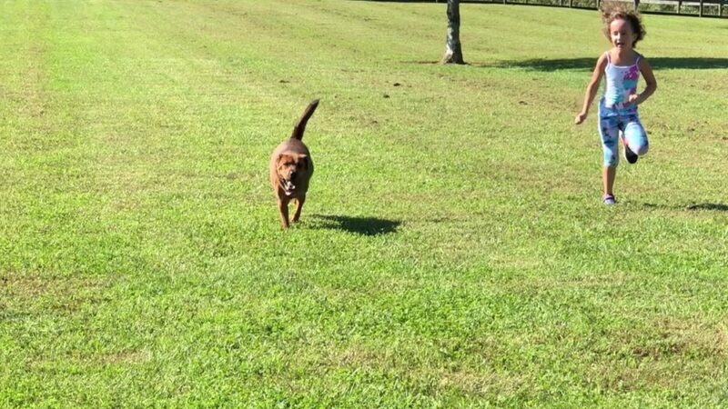Bigfoot Dog Park - Morrow, OH