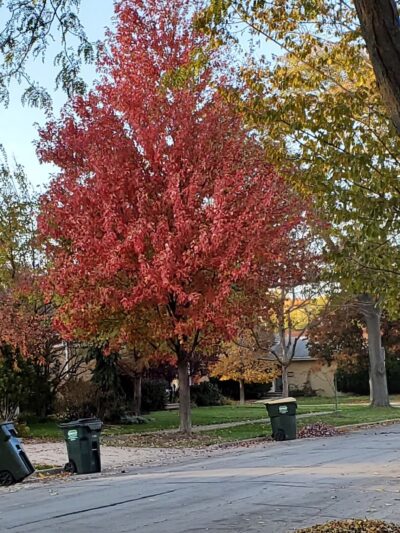 Mansfield Park - Morton Grove, IL