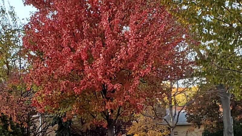 Mansfield Park - Morton Grove, IL