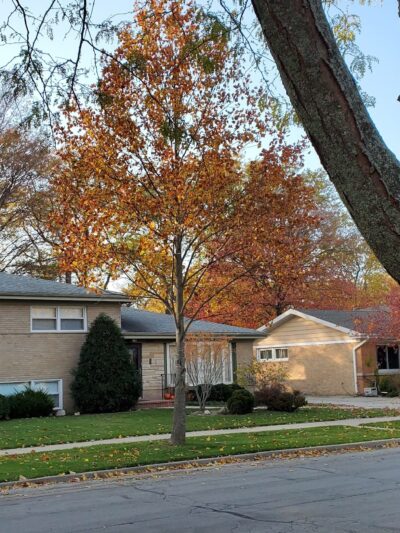 Mansfield Park - Morton Grove, IL